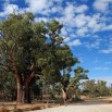 The Giant Gum Tree in Orroroo in South Australia