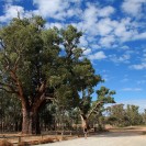 The Giant Gum Tree in Orroroo in South Australia