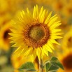 Sonnenblume: Erinnerung an den Sommer