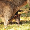 Neugieriges kleines Känguru
