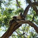 Koalas: Australiens schläfrige Eukalyptusfreaks