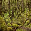 Moosige Paradiese: Die Wälder im Fiordland Neuseelands