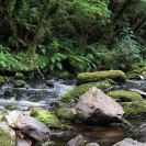 Grüner neuseeländischer Bilderbuchdschungel in den Catlins