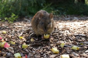 Australische Beutelmaus