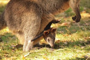 Kleines Känguru in Australien