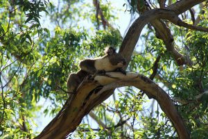 Ein Koala in lichten Eukalptusbaumhöhen