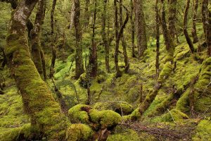 Moose und Wald in Neuseelands Fiordland