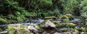 IMG_5822_Wasser_Wald_Moos_Neuseeland_1600